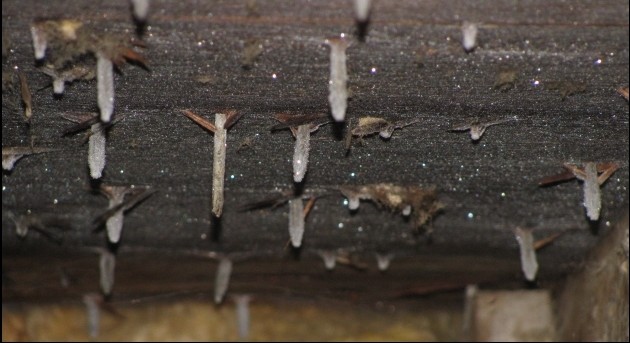 Attic Ceiling Mold with Frosted Nails in Winter