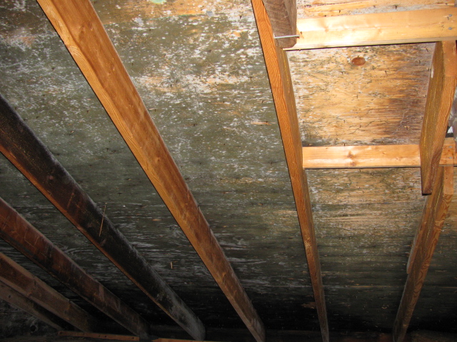 Attic Mold Remediation