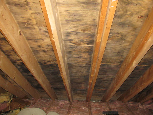 Attic Mold Remediation Experts Toxic Black Mold Removal Ma