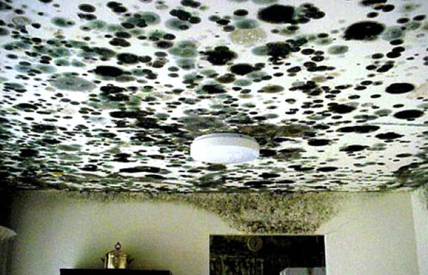Black Mold Remediation_Mold Removal MA_on_Ceiling