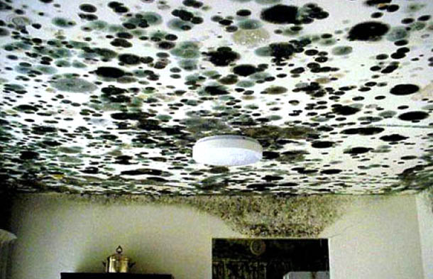 Toxic Black Mold Removal In Ma