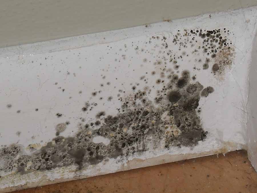 Diy Mold Removal At Home